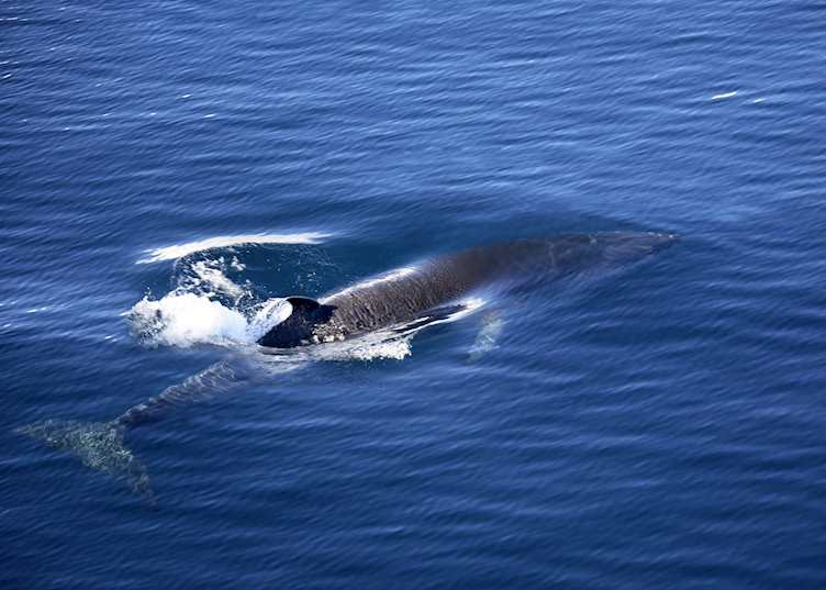 Minke whale