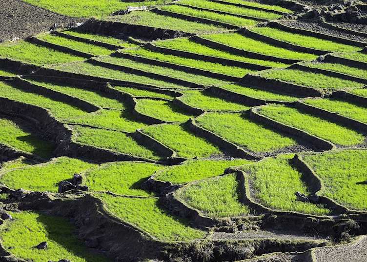 Terraced fields, Trashigang, Bhutan