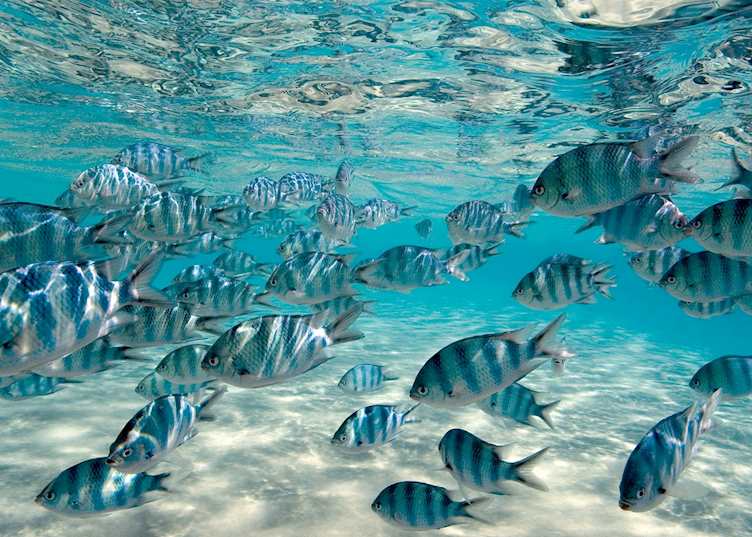 Snorkelling on Aitutaki, Cook Islands