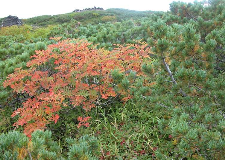 Red leaves at Asahidake