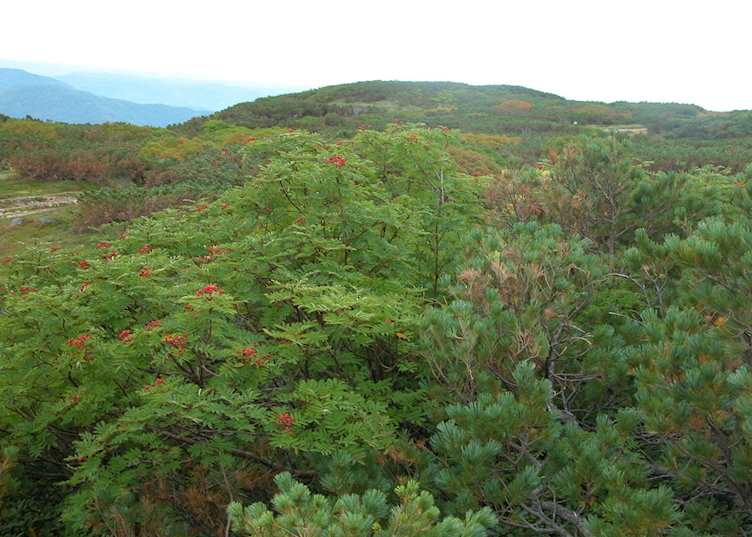 Scenery at Mount Asahidake