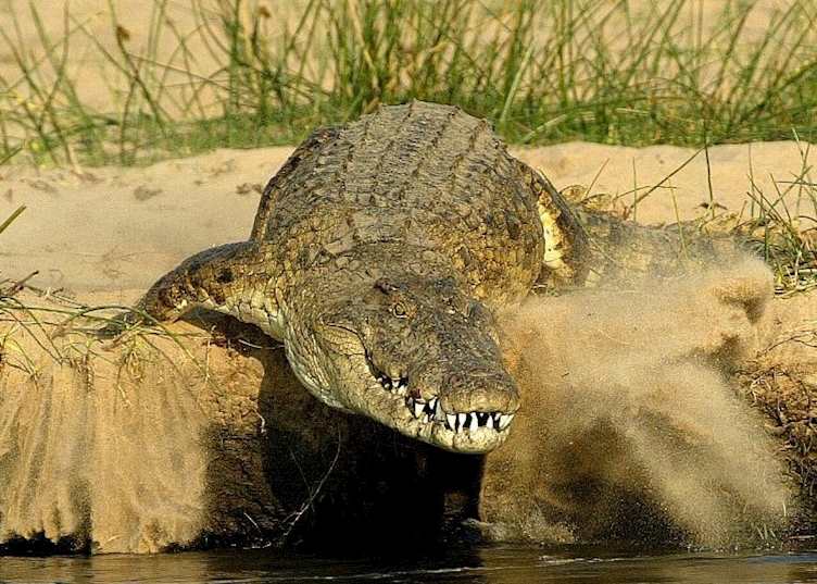 Crocodile entering the water