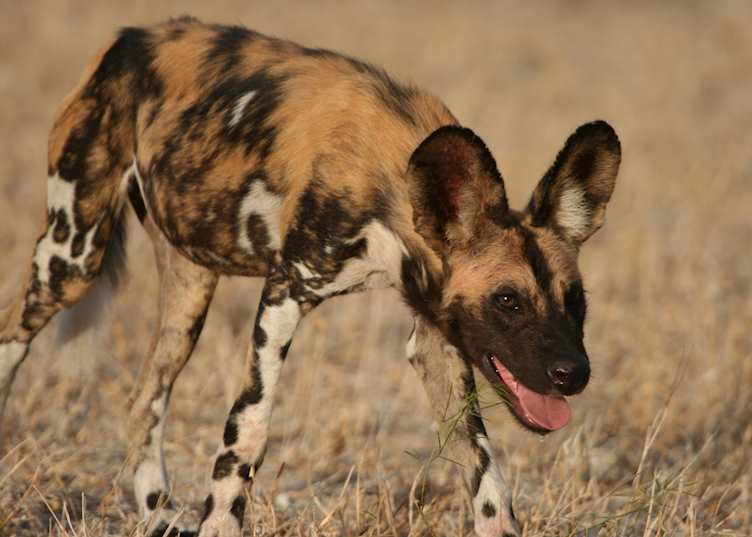 Wild dog, Selous Game Reserve