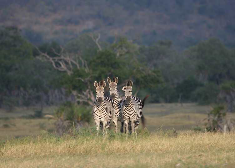 Zebra in Nyerere National Park