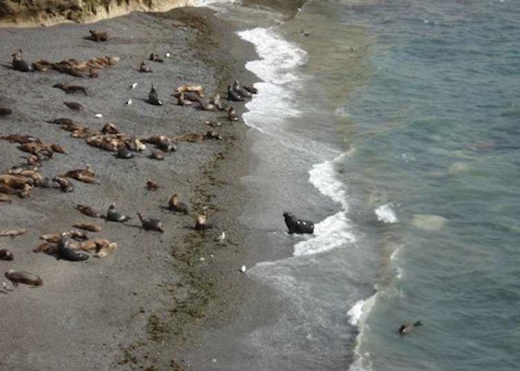Sea lions at Punta Loma, near Puerto Madryn, Argentina