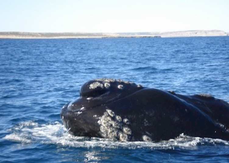 Up close and personal with a Southern Right Whale, Peninsula Valdes, Argentina