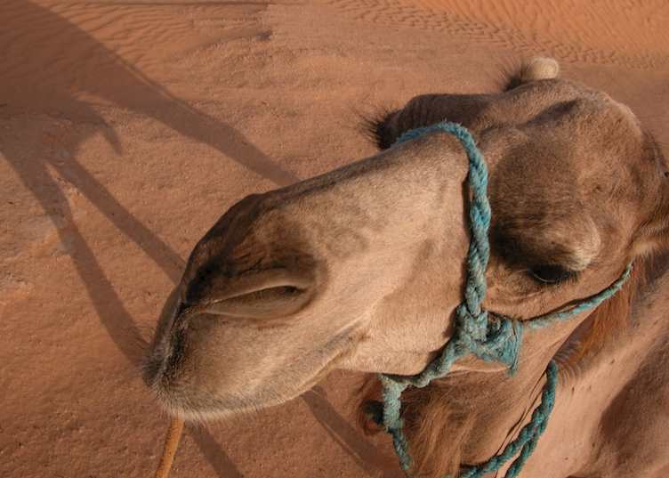 Camels at Ksar Ghilane, Tunisia