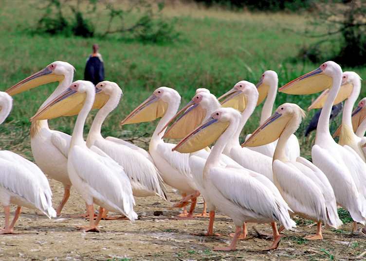 Pelicans in Queen Elizabeth National Park