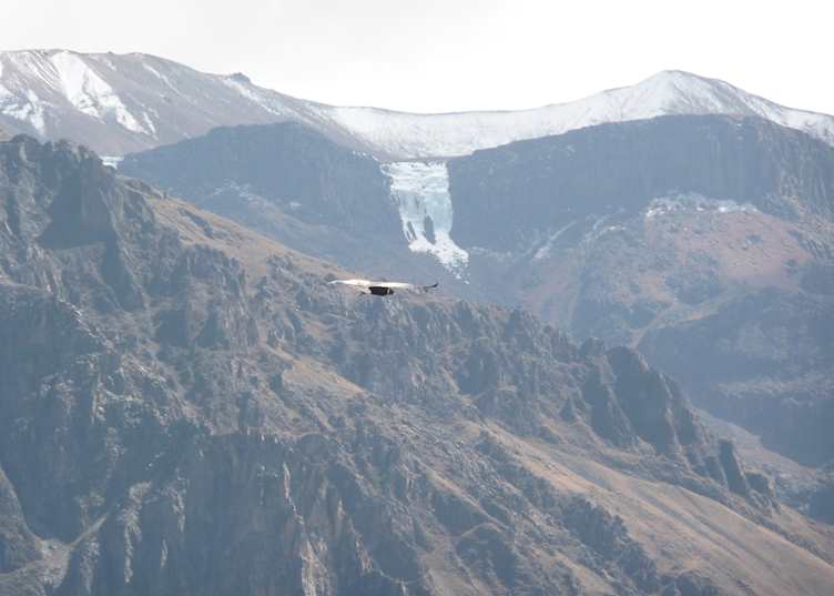 Andean Condon soaring above the Colca Canyon