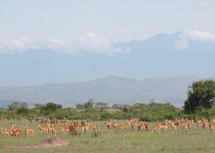 Queen Elizabeth National Park