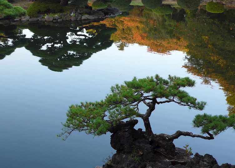 Bonsai & pond, Shinjuku Gyoen park