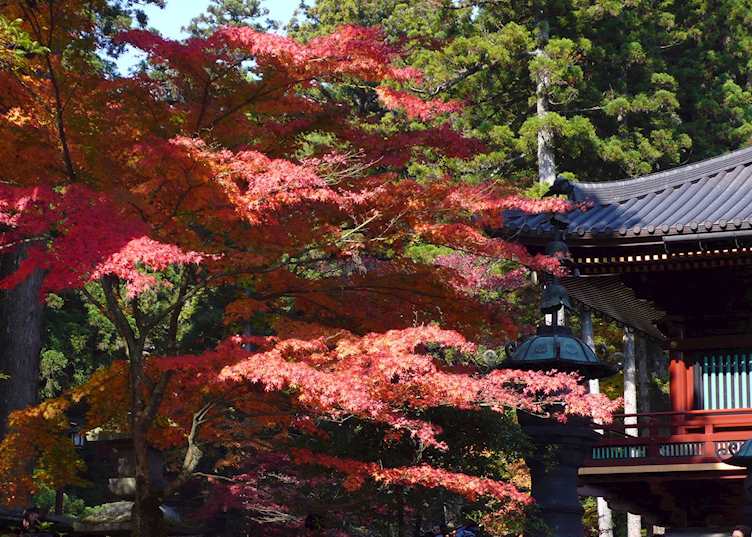 Autumn leaves, Nikko
