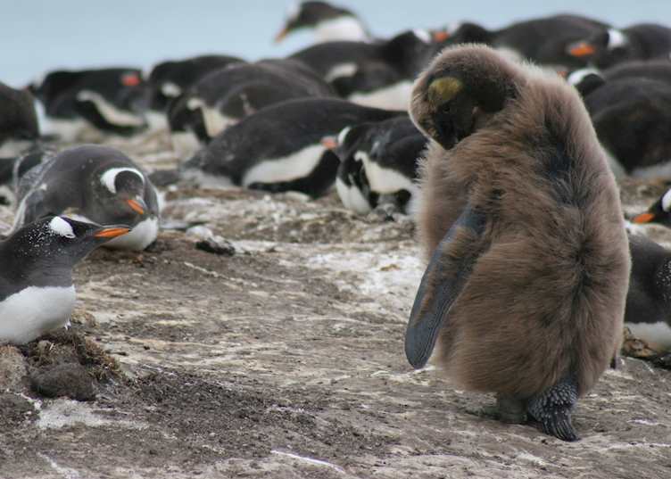 King penguin chick, Saunders Island, The Falkland Islands