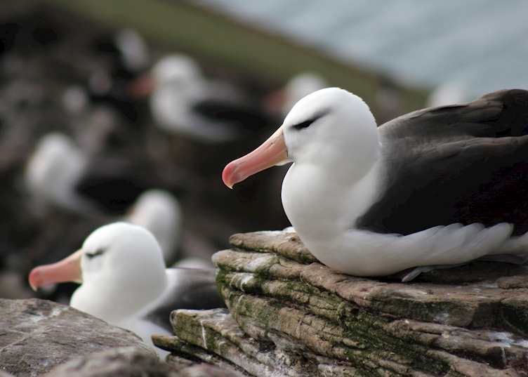 Saunders Island, The Falkland Islands