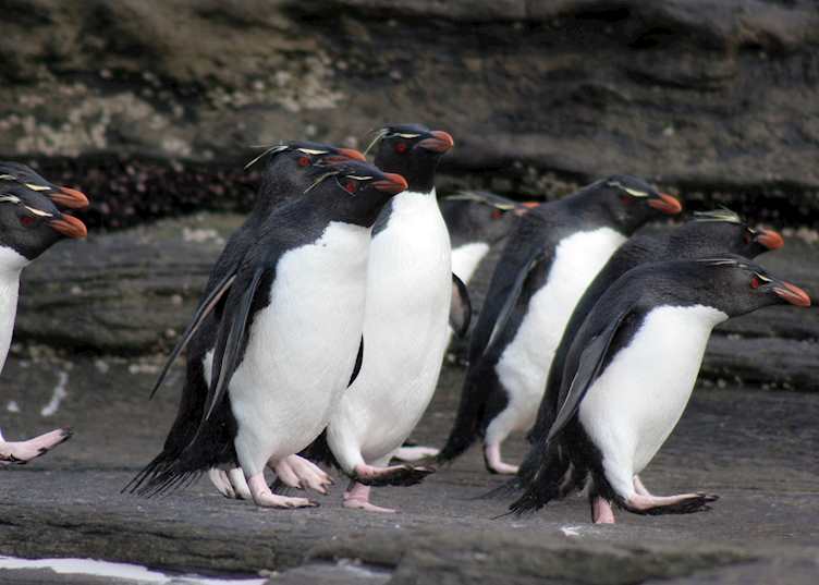 Rockhopper penguins, Saunders Island, The Falkland Islands
