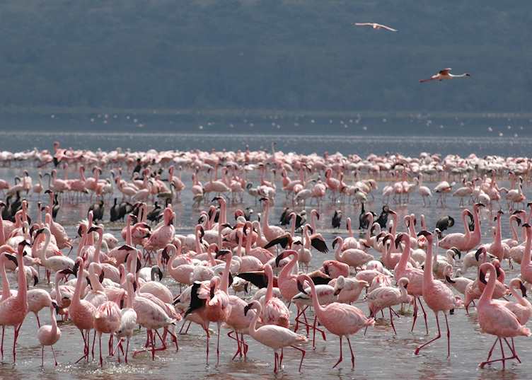 Lesser flamingos on Lake Nakuru