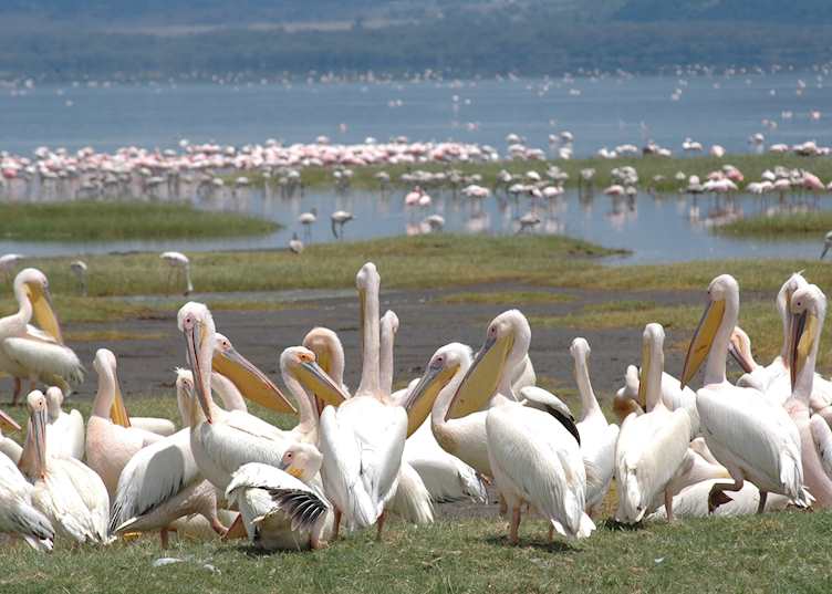 White pelicans beside Lake Nakuru