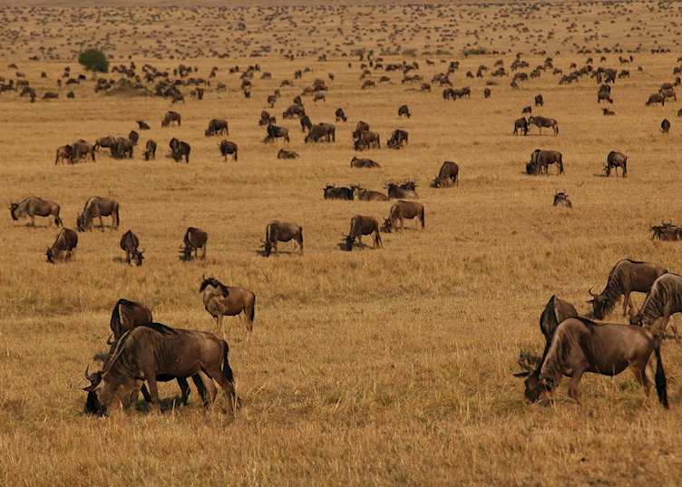 The migration in the northern plains of the Serengeti