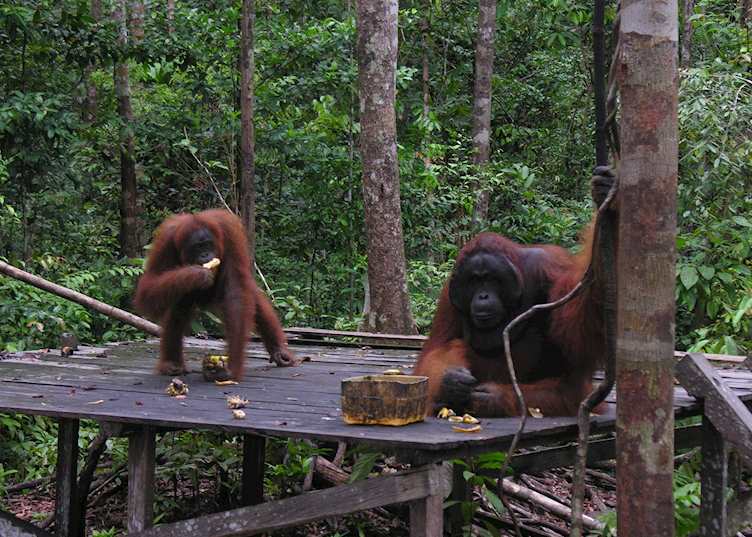 Orangutans at Tanjung Puting National Park