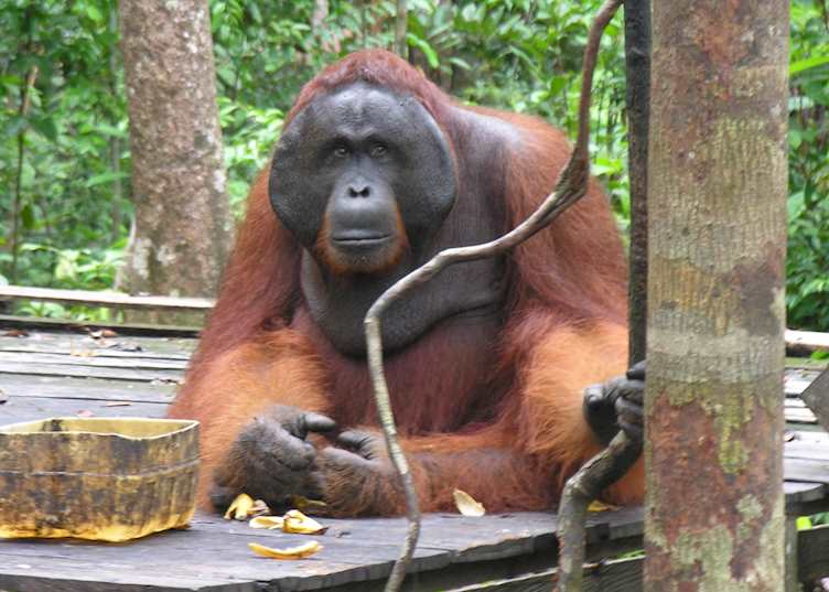 Male orangutan, Tanjung Puting National Park, Indonesia