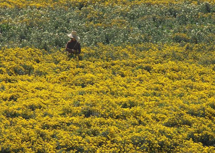 Picking flowers, Anhui