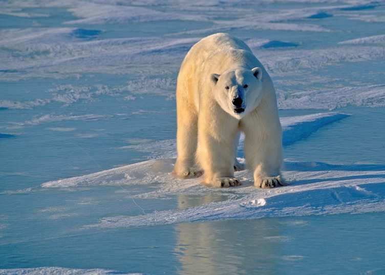 Polar bear