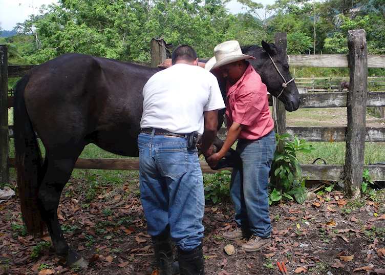 On a working farm in Honduras
