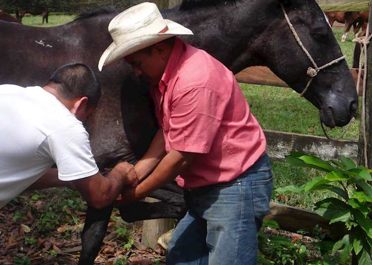 Shoeing the horses on the farm