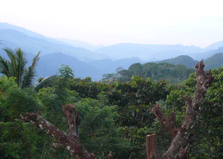 Coffee plantations in Finca El Cisne