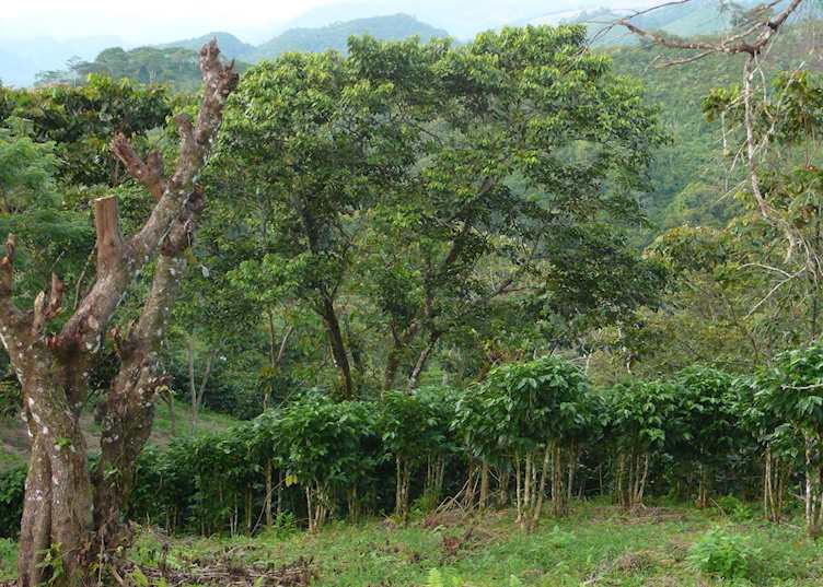 Arabica coffee plantations growing under shade