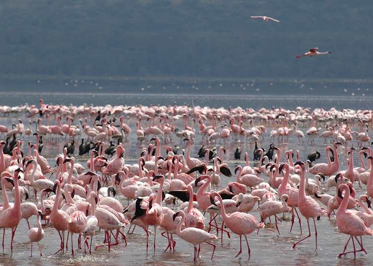Lesser flamingos on Lake Nakuru