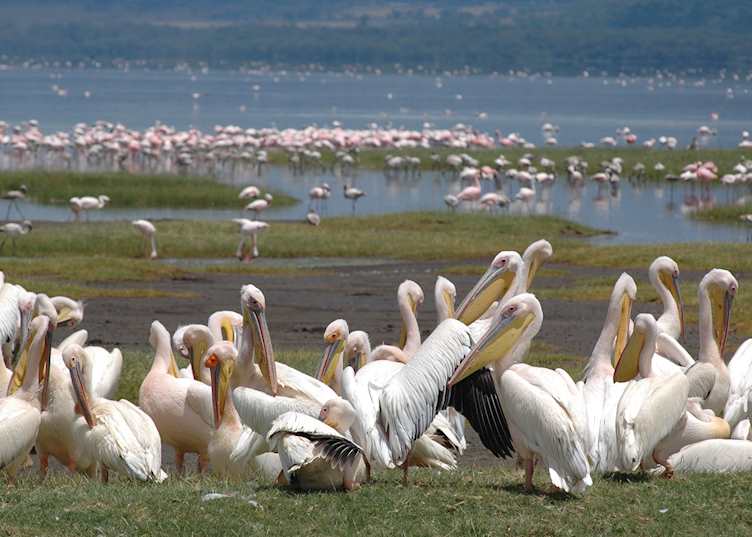 White pelicans at Lake Nakuru