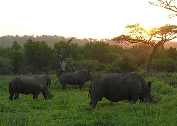 Rhino's grazing before sunset