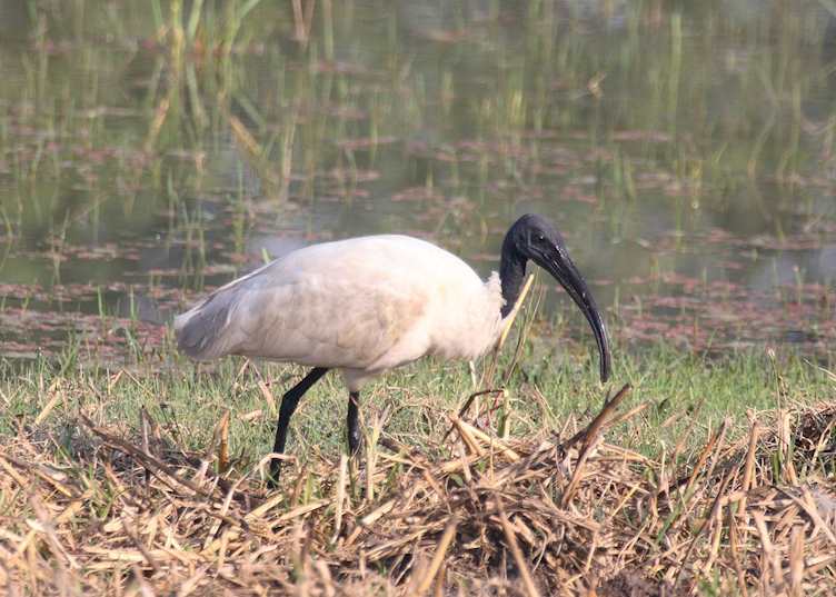 Black-headed Ibis, Bharatpur, India