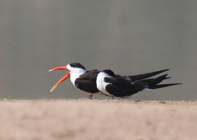 Indian skimmer, Mela Kothi, Chambal Safari Lodge, India