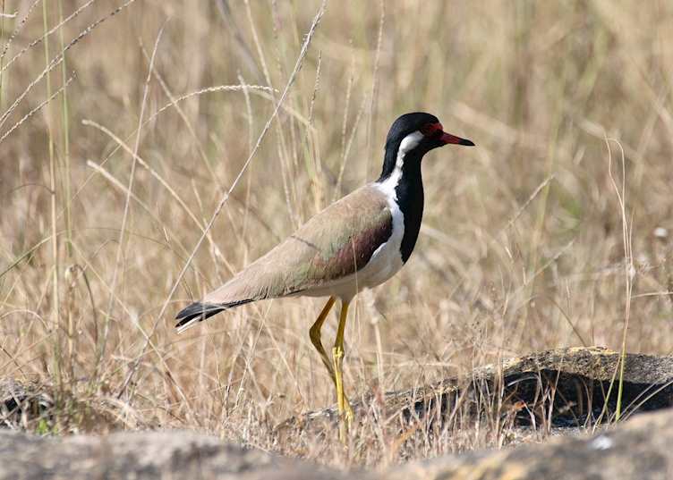 Red-wattled lapwing, Chambal Safari Lodge, India