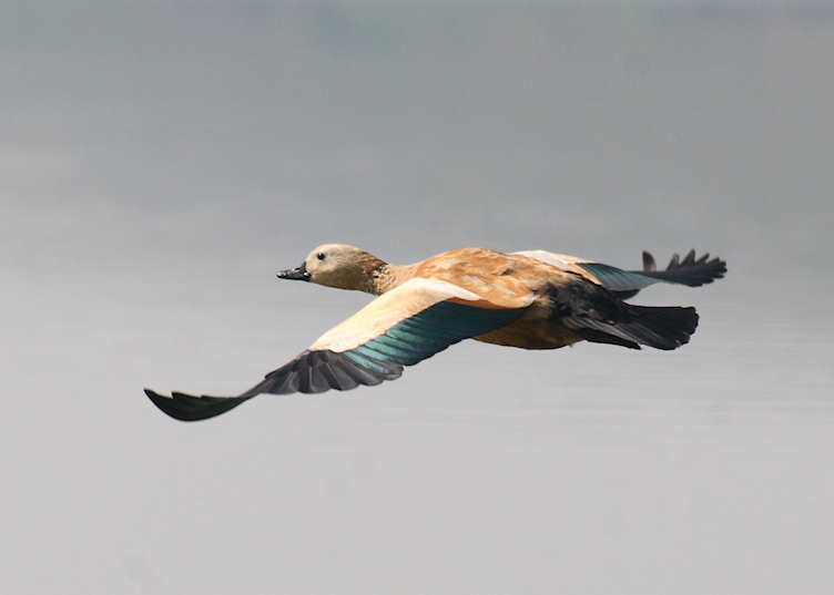 Ruddy Shelduck, Chambal Safari Lodge, India