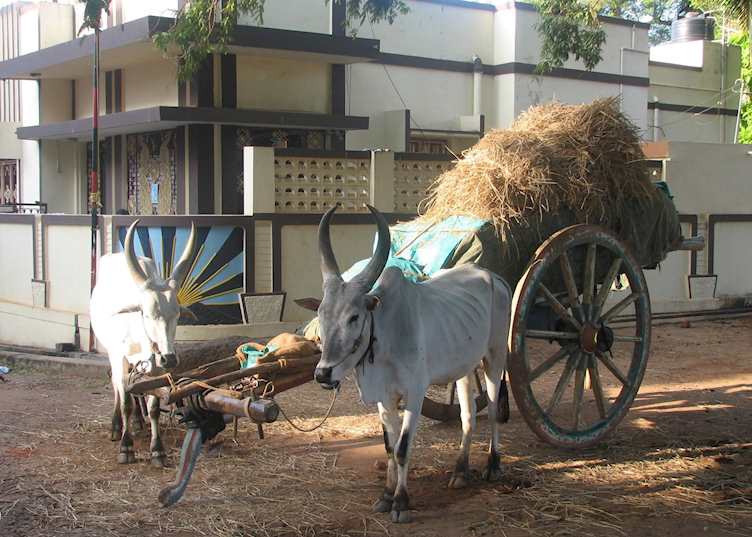 Bullock cart, Chettinad, India