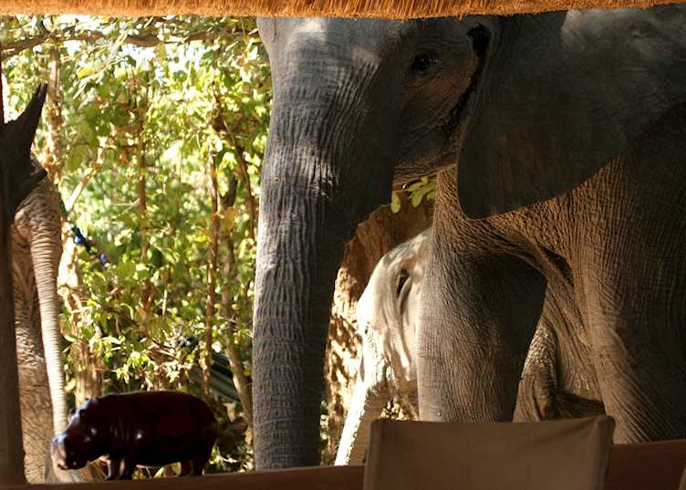 Elephant at Kaingo Camp, South Luangwa