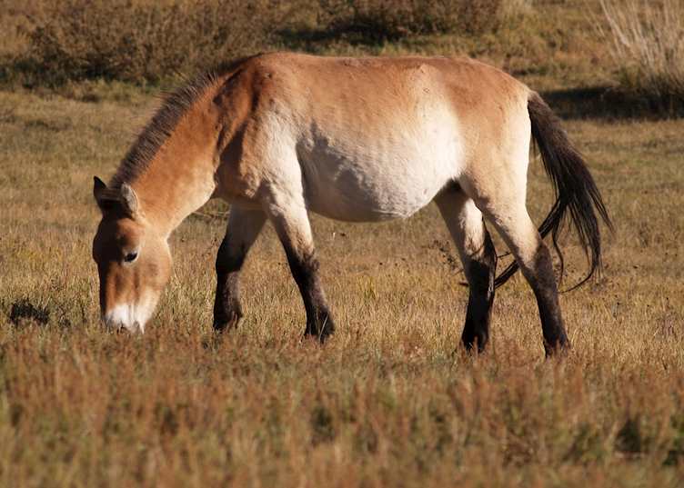Takhi Horse Grazing in Khustai National Park