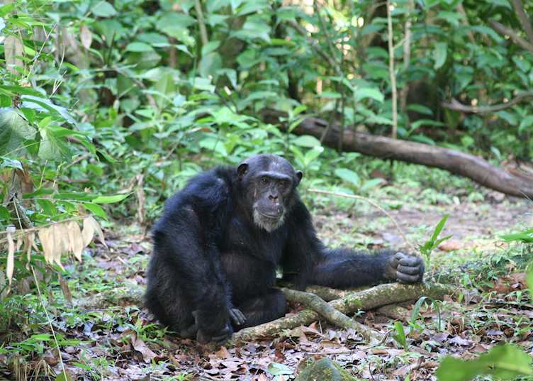 Chimpanzee, Malahe Mountains National Park