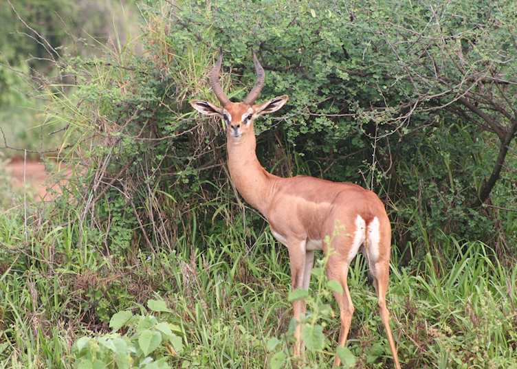 Male gerenuk, Il Ngwesi Group Ranch