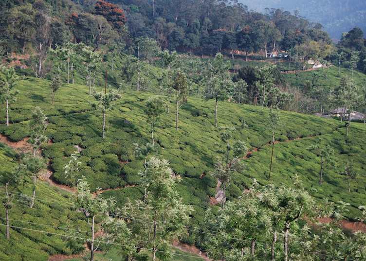 View of Tea Plantations, Train Ooty to Mettupalayam