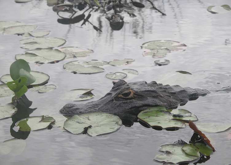 Caiman in the Iberá wetlands, Argentina