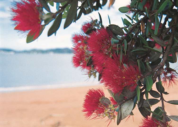 Pohutukawa trees on Paihia Beach, New Zealand