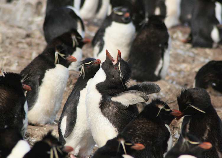 Rockhopper Penguins, Pebble Island