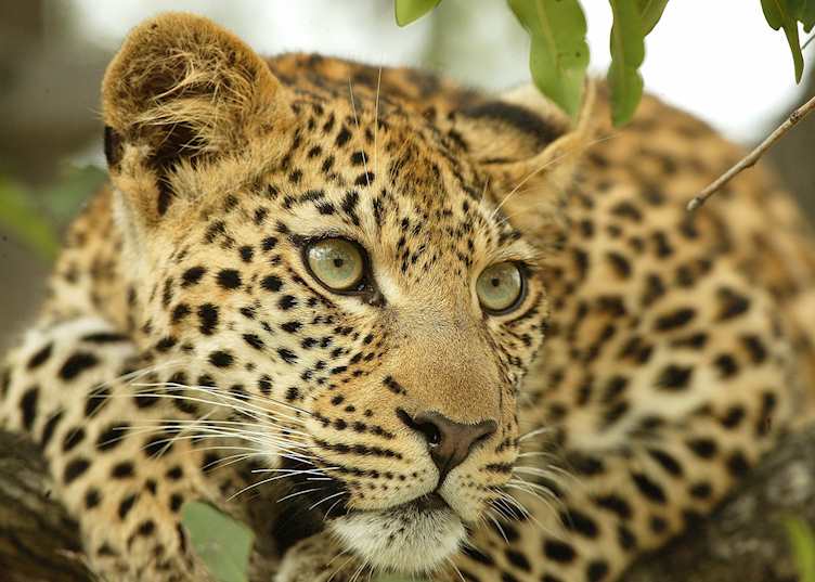 Leopard