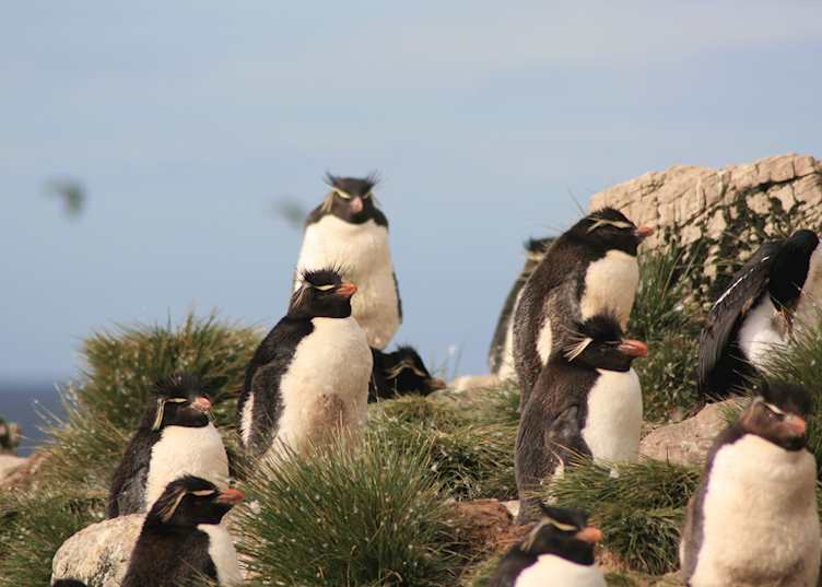 Rockhopper Penguins, Pebble Island