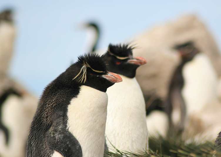 Rockhopper Penguins, Pebble Island