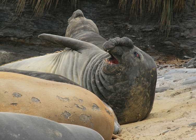 Elephant seals, Sea Lion Island